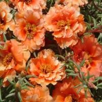 ราคา 100 เมล็ด ดอกไม้ แพรเซี่ยงไฮ้ คุณนายตื่นสาย Moss rose Purslane Seeds (22031746458)