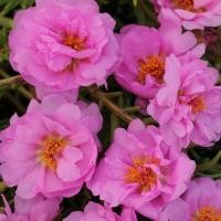 ราคา 100 เมล็ด ดอกไม้ แพรเซี่ยงไฮ้ คุณนายตื่นสาย Moss rose Purslane Seeds (22031746461)