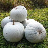 ราคา 30 เมล็ด ฟักเขียว หรือ ฟักแฟง ฟัก ฟักขาว ฟักจีน แฟง ฟักขี้หมู มะฟักขม ฟักหม่น ขี้พร้า Wax gourd Seeds (21737930279)