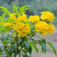 ราคา 20 เมล็ด ดอกไม้ ทองอุไร ดอกละคร พวงอุไร สร้อยทอง Tecoma stans Seeds (22067997031)