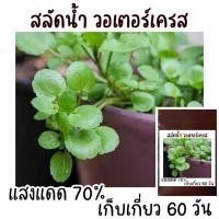 ราคา เมล็ดพัน ธุ์ วอเตอร์ เครส แท้ สลัดน้ำ 200 เมล็ด watercress (21956452332)