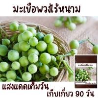 ราคา 100 เมล็ด เมล็ดพันธุ์มะเขือพวงไร้หนาม (21956347492)