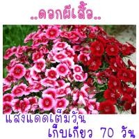 ราคา 30 เมล็ด เมล็ดพันธุ์ ดอกผีเสื้อคละสี (21956434249)