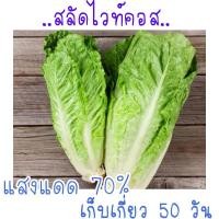ราคา เมล็ด พันธุ์ สลัด ไวท์คอส White Cos lettuce 100เมล็ด (21956397435)