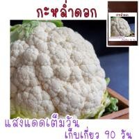 ราคา ดอกใหญ่จริง 50 เมล็ด เมล็ด พันธุ์ กะหล่ำดอก Cauliflower เมล็ดพันธุ์คุณภาพ (21956435440)