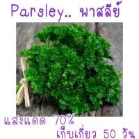 ราคา 50 เมล็ด เมล็ด พันธุ์ นำเข้า พาร์สลีย์ Parsley (21956479537)