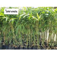 ราคา ต้นไผ่ซางหม่น ต้นสูง80 1เมตร ฟอร์มกอสวยๆ (21405043448)