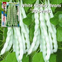ราคา การจัดส่งที่รวดเร็ว เมล็ดพันธุ์ ถั่วแขก สีขาว F1 ถั่วพุ่ม White Bush Bean Seeds บรรจุ 30 เมล็ด Kidney Beans Organic Vegetable Seeds for Planting เมล็ดพันธุ์ผัก เมล็ดพันธุ์แท้ OP ผักสวนครัว ผักออร์แกนิ