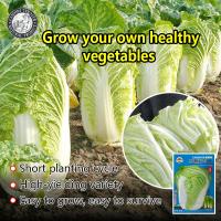 ราคา การจัดส่งที่รวดเร็ว ปลูกง่าย 300เมล็ด ซอง เมล็ดพันธุ์ ผักกาดขาวปลี เมล็ดพันธุ์ผักกาดขาว Chinese Cabbage Seeds เมล็ดพันธุ์แท้ เมล็ดพันธุ์ผัก ผักสวนครัว บอนไซ ปลูกผัก ผักออร์แกนิก พันธุ์ผัก เมล็ดผัก เมล