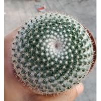ราคา ถูกที่สุด แคคตัสแมมฮาเนียน่า Mammillaria Hahniana cactus succulent แมมแม่เฒ่า กระบองเพชร ไม้อวบน้ำ ไม้ประดับบ้าน คอนโด (10266562712)