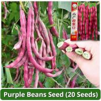 ราคา เมล็ดพันธุ์ถั่วแขกสีม่วง บรรจุ 20 เมล็ด Purple Bush Bean Seeds Vegetable Seeds for Planting เมล็ดถั่วแขกสีม่วง F1 เมล็ดพันธุ์ผัก เมล็ดพันธุ์แท้ OP ผักสวนครัว ผักออร์แกนิก พันธุ์ผัก ปลูกผัก เมล็ดผัก เม
