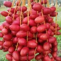 ราคา เมล็ดอินทผา สายพันธุ์ซาฮีดี้ seed date palm Zahidi เมล็ดอินทผาลัมแท้ 10 เมล็ด เมล็ดแท้จากต้นเพาะเนื้อ (12105445694)