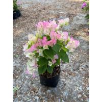 ราคา ต้นเฟื่องฟ้า ดอกเฟื่องฟ้า ขนาดถุงดำ 4นิ้ว ความสูง 30 40cm ออกดอกทั้งปี ทนแดด ปลูกกลางแจ้ง (22050275935)