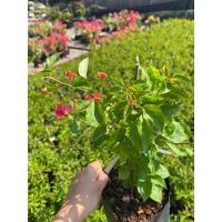 ราคา ต้นเฟื่องฟ้า ดอกเฟื่องฟ้า ขนาดถุงดำ 4นิ้ว ความสูง 30 40cm ออกดอกทั้งปี ทนแดด ปลูกกลางแจ้ง (22050275939)