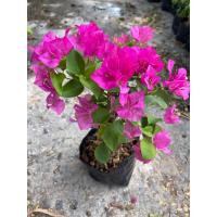 ราคา ต้นเฟื่องฟ้า ดอกเฟื่องฟ้า ขนาดถุงดำ 4นิ้ว ความสูง 30 40cm ออกดอกทั้งปี ทนแดด ปลูกกลางแจ้ง (22050275933)