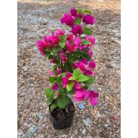 ราคา ต้นเฟื่องฟ้า ดอกเฟื่องฟ้า ขนาดถุงดำ 4นิ้ว ความสูง 30 40cm ออกดอกทั้งปี ทนแดด ปลูกกลางแจ้ง (22050275931)