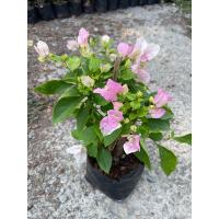 ราคา ต้นเฟื่องฟ้า ดอกเฟื่องฟ้า ขนาดถุงดำ 4นิ้ว ความสูง 30 40cm ออกดอกทั้งปี ทนแดด ปลูกกลางแจ้ง (22050275936)