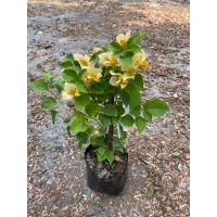 ราคา ต้นเฟื่องฟ้า ดอกเฟื่องฟ้า ขนาดถุงดำ 4นิ้ว ความสูง 30 40cm ออกดอกทั้งปี ทนแดด ปลูกกลางแจ้ง (22050275932)