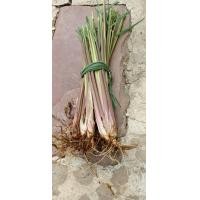 ราคา ต้นตะไคร้สด ตะไคร้หอม ตะไคร้ไล่ยุง สำหรับปลูกหรือทำน้ำมันหอมละเหยไล่ยุง 1 กิโลกรัม (20681976201)