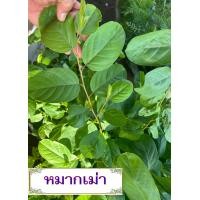 ราคา ต้นหมากเม่า (21966951723)