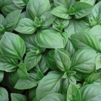 ราคา 100 เมล็ด โหระพาอิตาลี Large Leaf Italian Basil Seeds (21741514711)