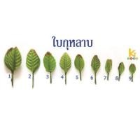 ราคา ใบกุหลาบ 1 ห่อ 100 ใบ (7110742649)