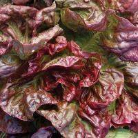 ราคา 50 เมล็ด ผักกาดหอม ผักสลัด Lettuce เมล็ดผัก ผักปลอดสารพิษ ผักออแกนิค ผักสวนครัว Vegetable Seeds (21668825659)