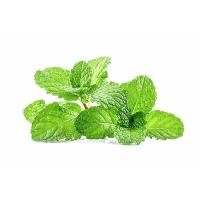 ราคา 100 เมล็ด สาระแหน่ไทยใบหอม สมุนไพรฝรั่ง เครื่องเทศ เมล็ดผัก ปลอดสาร Garden Vegetables (21824536072)