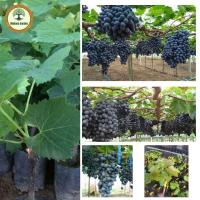 ราคา ต้นองุ่นแบ็ลคโอปอล องุ่นดำไร้เมล็ด กรอบ อร่อย ผลมีลักษณะพิเศษ สูง 60 80 ซม (21897831536)