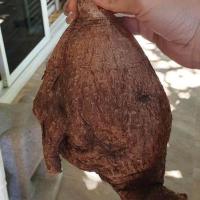 ราคา มะยมเงิน มะยมทอง Phyllanthus Mirabilis ไม้ มงคล เรียกทรัพย์ ปลูกหน้าบ้าน เป็นไม้ป่าหายาก โขดใหญ่ เลี้ยงง่าย ไม้ชอบแดด (8036527289)