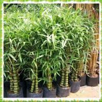 ราคา ต้นไผ่น้ำเต้า ไผ่น้ำเต้า Buddhas Belly Bamboo จัดส่งพร้อมถุง 10 นิ้ว ลำต้นสูง 80ซม ต้นไม้แข็งแรงทุกต้น เรารับประกันจัดส่งห่ออย่างดี (21010756136)