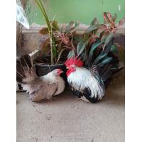 ราคา ไข่ไก่แจ้ลุ้นเชื้อสีกาบหมาก ชุด5ฟองแถม1 (21551864480)