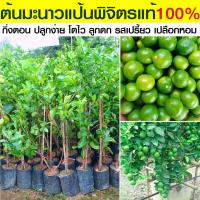 ราคา ต้นมะนาวแป้นพิจิตร กิ่งตอน เปลือกบางมีกลิ่นหอม รสเปรียว น้ำเยอะ ต้นแข็งแรงปลูกง่ายให้ผลผลิตไว (22031190882)