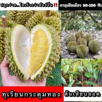 ราคา ทุเรียนพันธุ์กระดุมทองเป็นทุเรียนพันธุ์ยอดฮิต ในท้องตลาด ปลูกง่าย ได้ผลผลิตเร็ว จาก บ้านและสวน แม่สมใจ (21073990161)