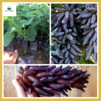 ราคา องุ่นนิ้วมือเขียว องุ่นนิ้วมือเขียว ต้นทาบสูง 40 60 ซม ไม้เลื้อย ผลไม้กรอบไร้เมล็ด (21624404753)