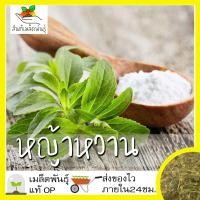 ราคา เมล็ดพันธุ์ หญ้าหวาน 50 เมล็ด Stevia Seeds เมล็ดพันธุ์แท้100 นำเข้าจากต่างประเทศ ปลูกผัก สวนครัว ราคาถูก ประหยัด (4021050674)