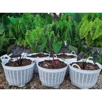 ราคา เข่งพลาสติก 5 ใบ ตะกร้าปลูกต้นไม้ เข่งปลูกต้นไม้ ตะกร้าพลาสติก เบอร์6 15 นิ้ว หลายสี หนา แข็งแรง ตะกร้า (21449671082)