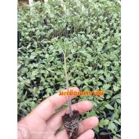 ราคา ต้นกล้ามะเขือ ราชินี พร้อมปลูก ต้นกล้าผักสวนครัว กล้าผักออแกนิกส์ ต้นกล้าผักโฮโดรโปรนิกส์ ต้นกล้า (21414669230)