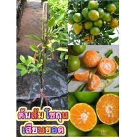 ราคา ต้นส้มโชกุนแบบเสียบยอดขนาด70 80cm ส้มโชกุน เป็นไม้ผลเศรษฐกิจของเบตง ลักษณะคล้ายส้มเขียวหวาน รสชาติเข้มข้นและเนื้อนุ่มอร่อย (21909843435)