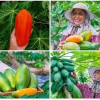 ราคา มะละกอ เรดเลดี้ Red lady พันธุ์พิเศษ ที่หายาก ต้นเตี้ย รสหวาน ติดผลเร็ว ต้านทานโรค นิยมปลูกมาก (21715864281)