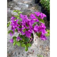 ราคา ต้นเฟื่องฟ้า ดอกเฟื่องฟ้า ขนาดถุงดำ 4นิ้ว ความสูง 30 40cm ออกดอกทั้งปี ทนแดด ปลูกกลางแจ้ง (22050275937)