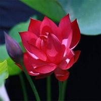 ราคา 5 เมล็ด เมล็ดบัว ดอกสีแดง ดอกใหญ่ เมล็ดพันธุ์บัวดอกบัว ปลูกบัว เม็ดบัว สวนบัว บัวอ่าง Lotus seed (4246094791)