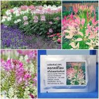 ราคา เมล็ดพันธุ์ ดอกคลีโอม สไปเดอร์แพ้นท์ ดอกเสี้ยนฝรั่ง คละสี Cleome Spider Plant Mix Seed 150 เมล็ด ของแท้ (7860100164)