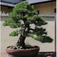 ราคา 10 เมล็ด สนดำญี่ปุ่น บอนไซญี่ปุ่น Japanese black pine Seeds (22063013706)