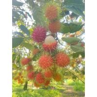 ราคา เงาะจากสวนจำนวน3ลูก เงาะโรงเรียน ขายดี (22142801330)