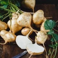 ราคา 25 เมล็ด มันแกว มันสะเภา ขาวฉ่ำ หวานกรอบ Mexican turnip หรือ jicama (21741604163)