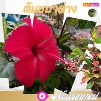 ราคา ต้นชบาด่าง กระถาง 6 นิ้ว ส่งพร้อมกระถาง (20327195437)