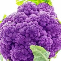 ราคา 50 เมล็ด ดอกกะหล่ำม่วง Purple Cauliflower (21357558744)