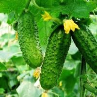 ราคา 25 เมล็ด เมล็ดผัก แตงกวา พันธุ์นอก กรอบ อร่อย ปลูกง่าย Cucumber Vegetable Seeds สายพันธุ์ Palanka gherkin (21353465896)