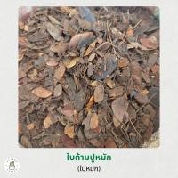 ราคา ใบก้ามปูหมัก ดินใบก้ามปู ร่อนละเอียด ร่อนหยาบ ใบ ธาตุอาหารไนโตรเจนสูง ขนาด 1กิโลกรัม (22104848473)